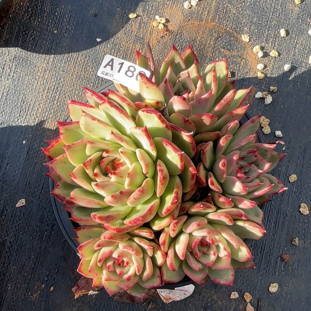 若如东云单品A180