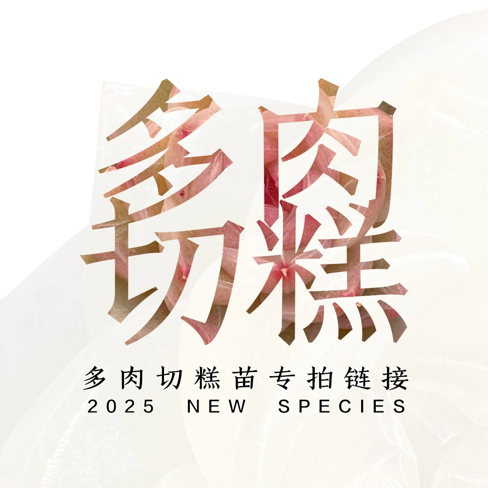 王玉芬多肉植物糖心珍妮切糕苗绿透暗纹