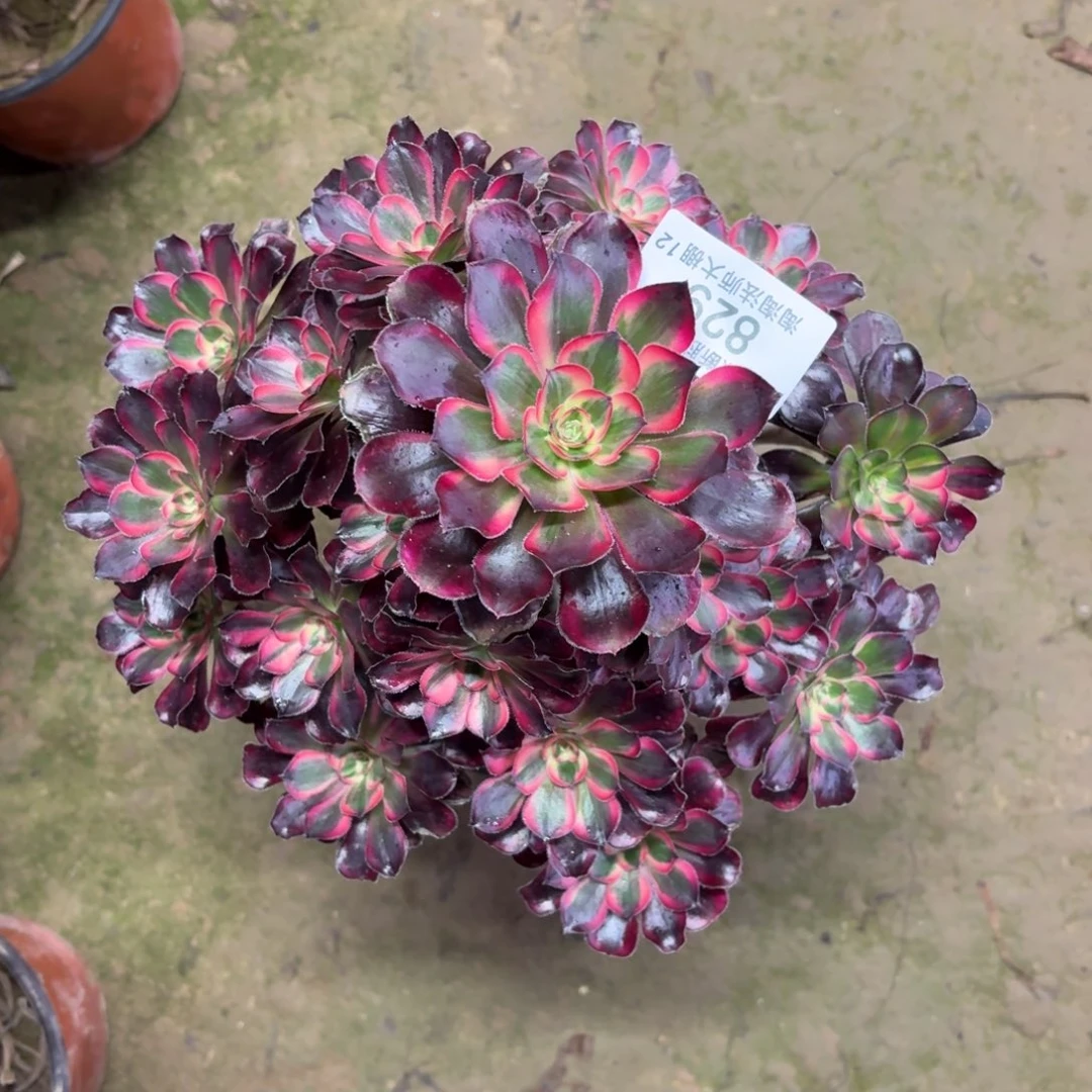 829丽娜多肉植物法师