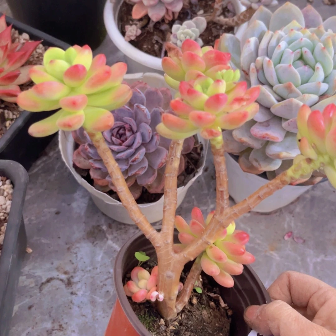 香格里拉朵朵29175多肉植物