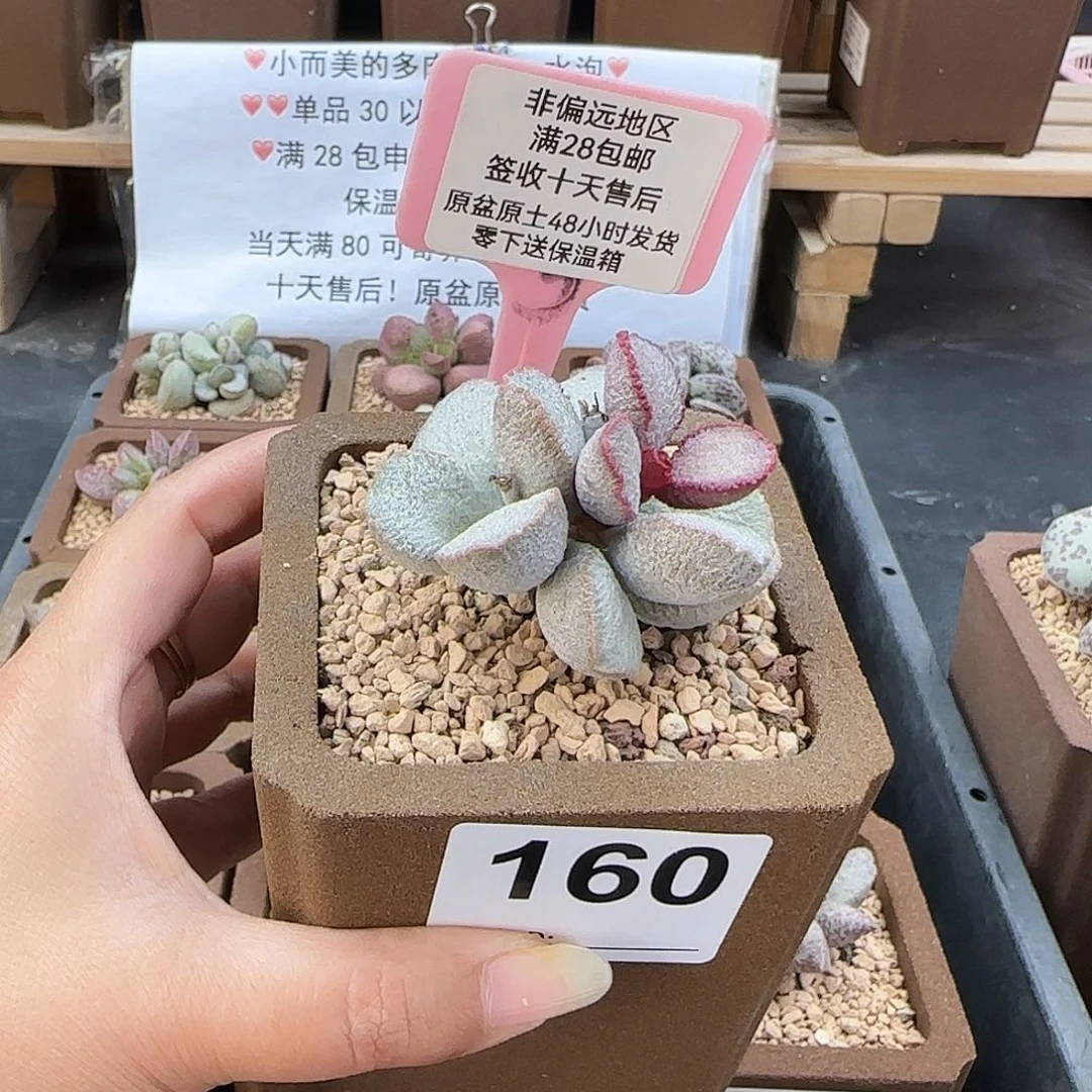 白*儿160圣姬多肉植物