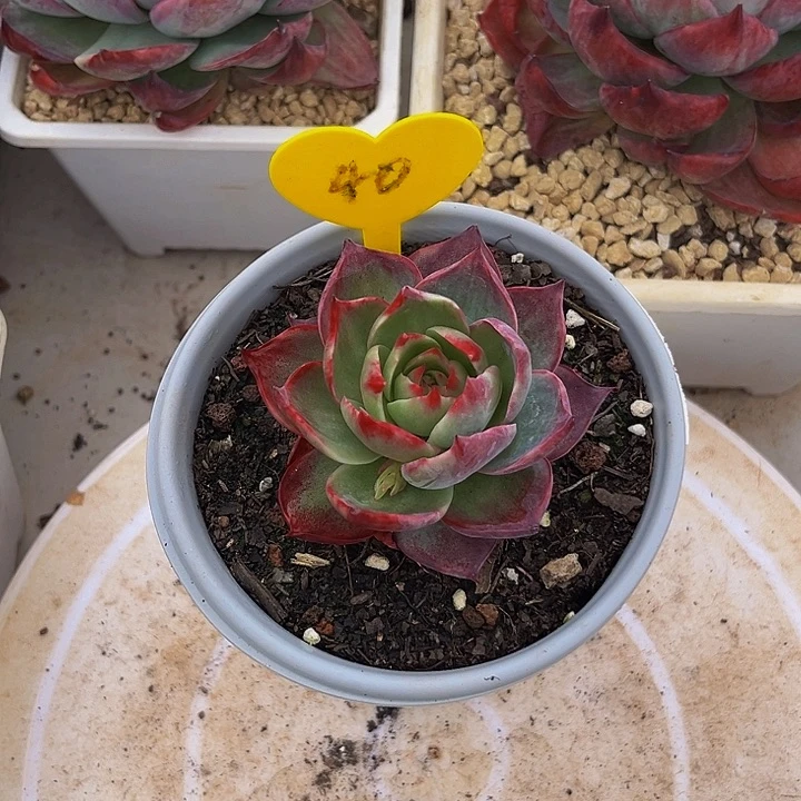 彩***）惊鸿仙子多肉植物40