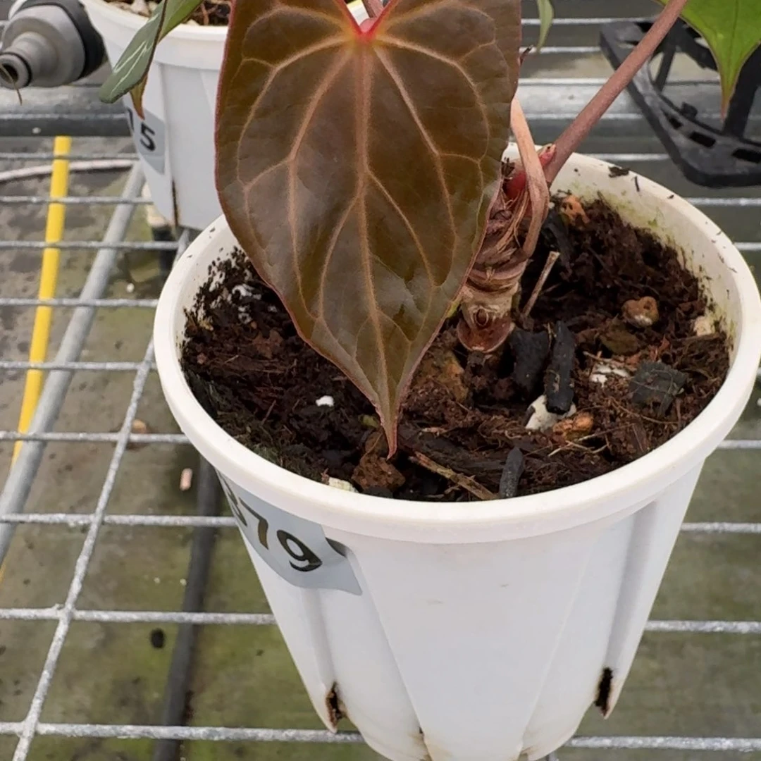 不开花植物1379 红水晶杂kospapi