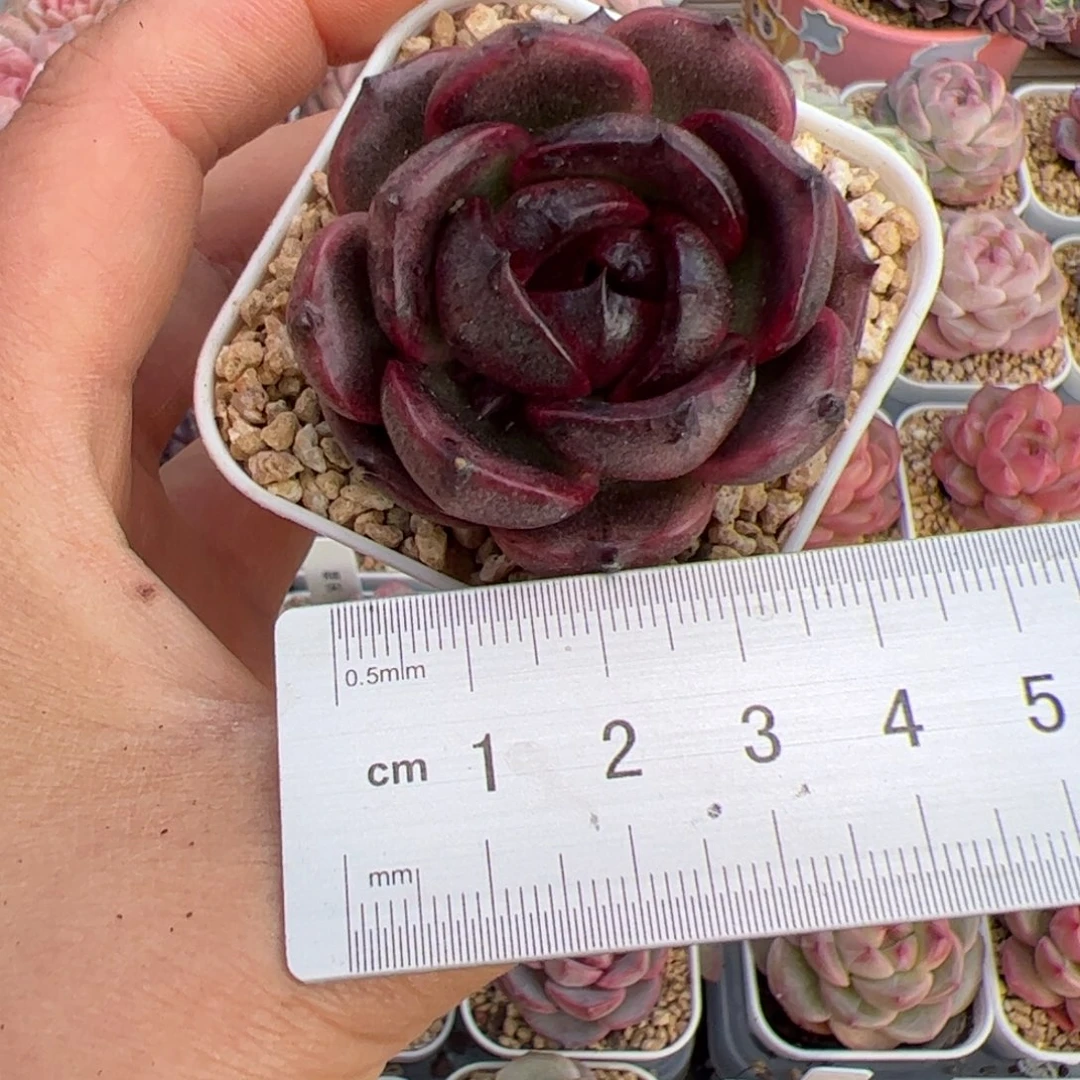 喵*人120 多肉植物组合盆栽