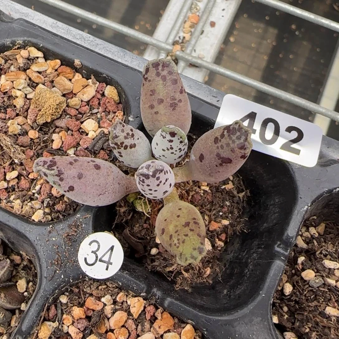 白肌海豹水泡多肉402