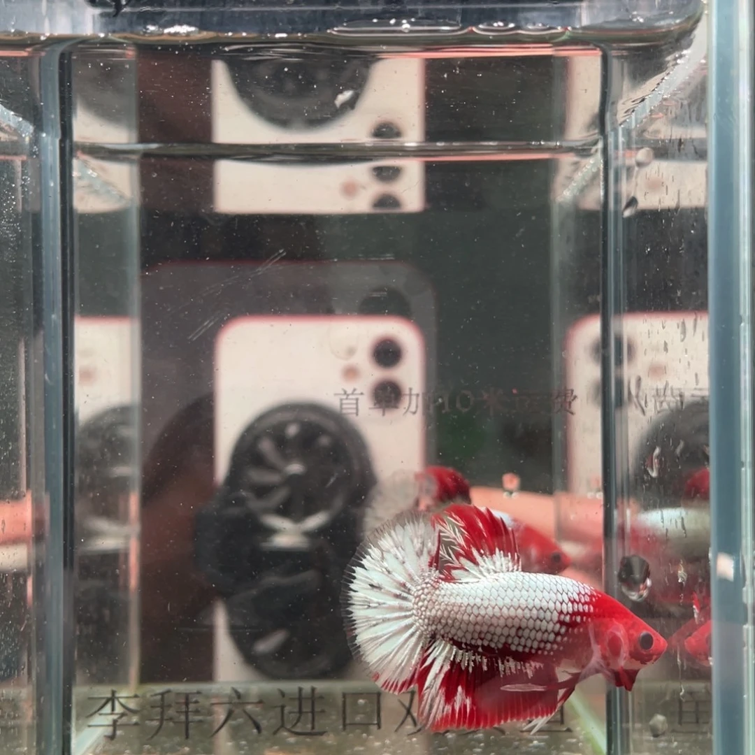 斗鱼印尼精品斗鱼121