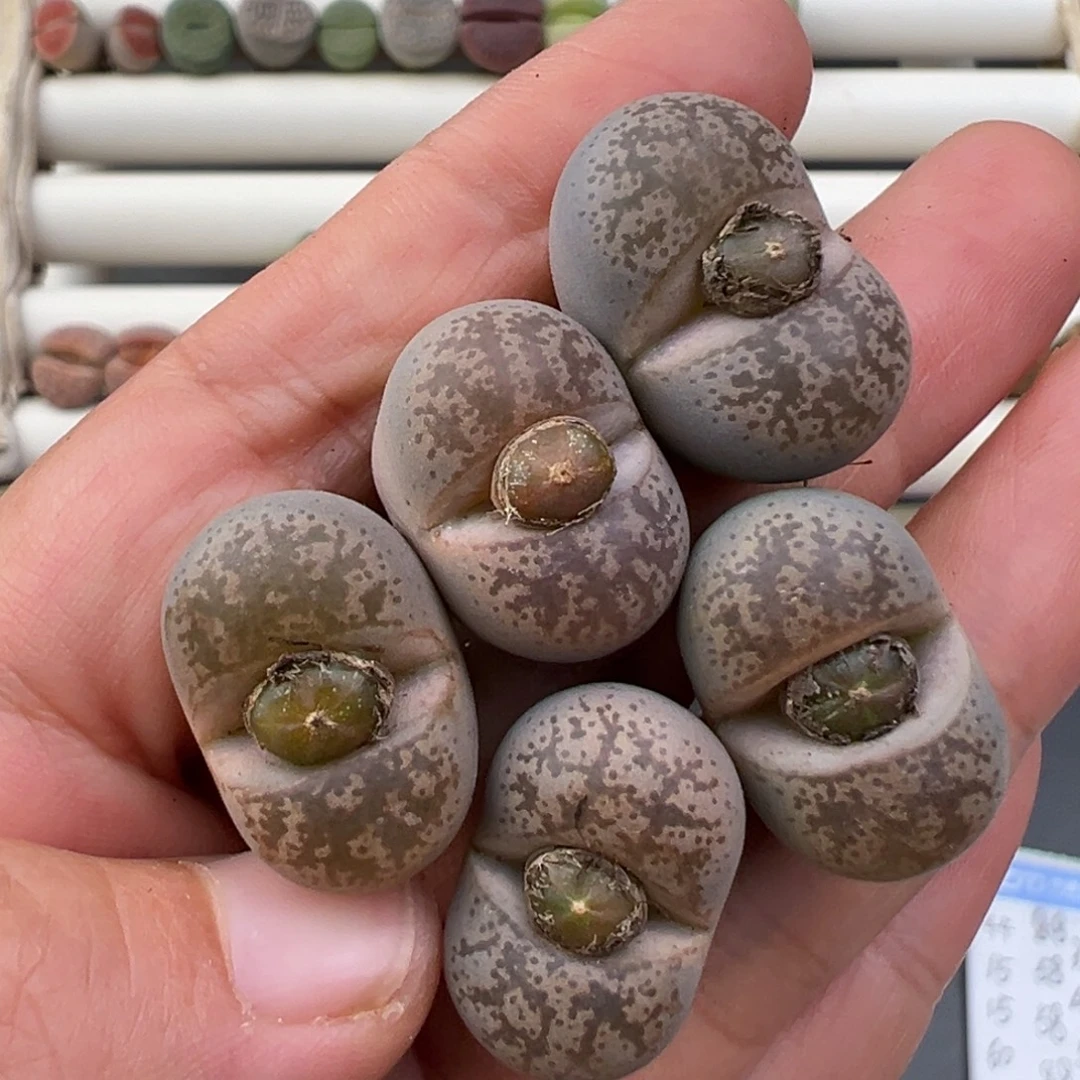 12.31好看的多肉脱土发货 087