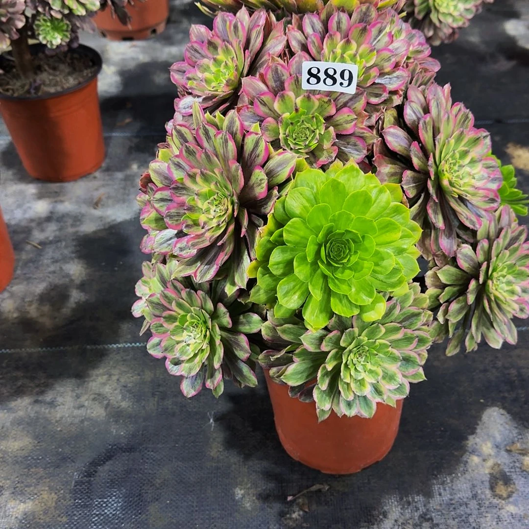 889粉黛多肉植物