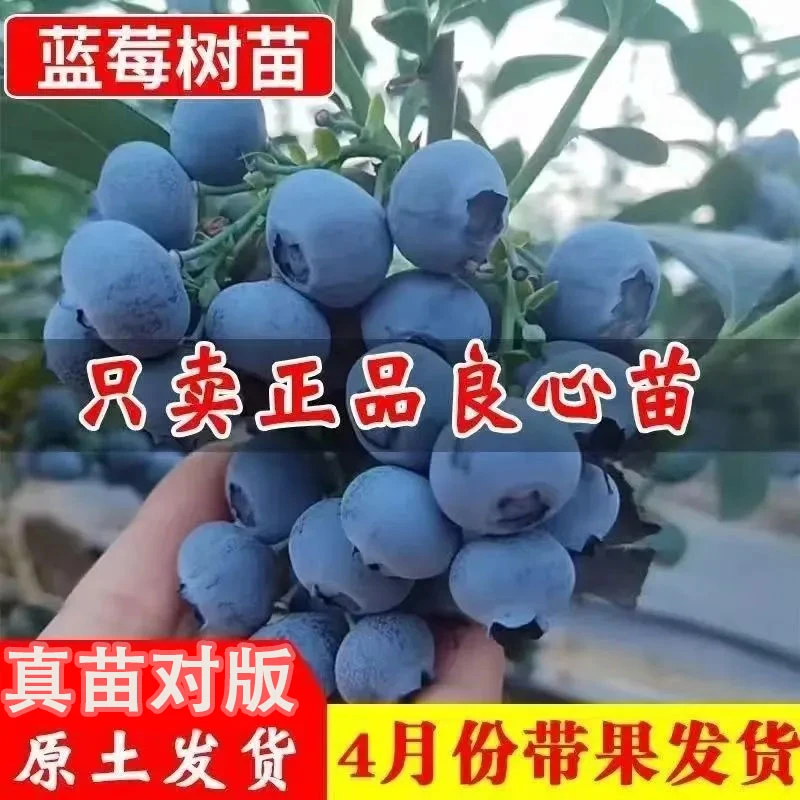 大果蓝莓苗 大苗粗苗壮苗基地直发盆栽地载南北方种植 现挖土球发