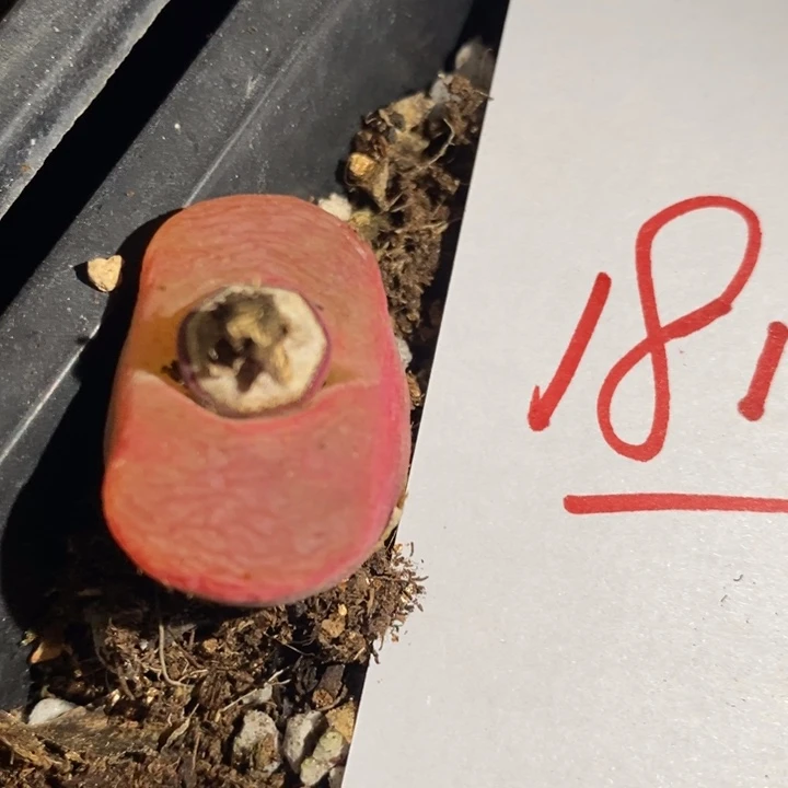 猪***618163一个一个一个