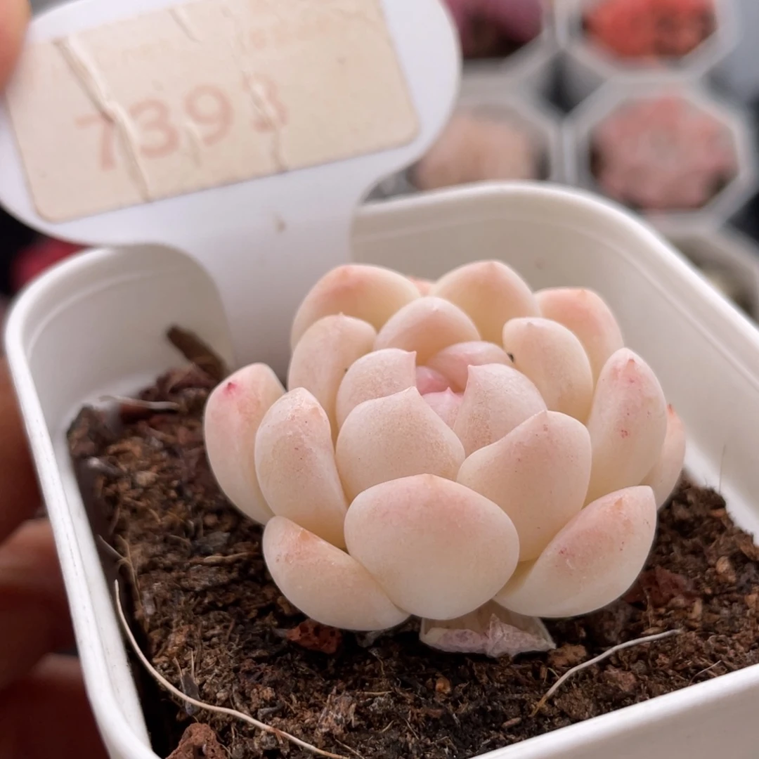 白桃汽水7393-4.0厘米左右