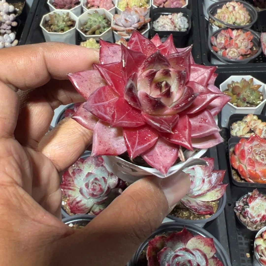 ****咪091号火烈鸟一物一拍满18包邮