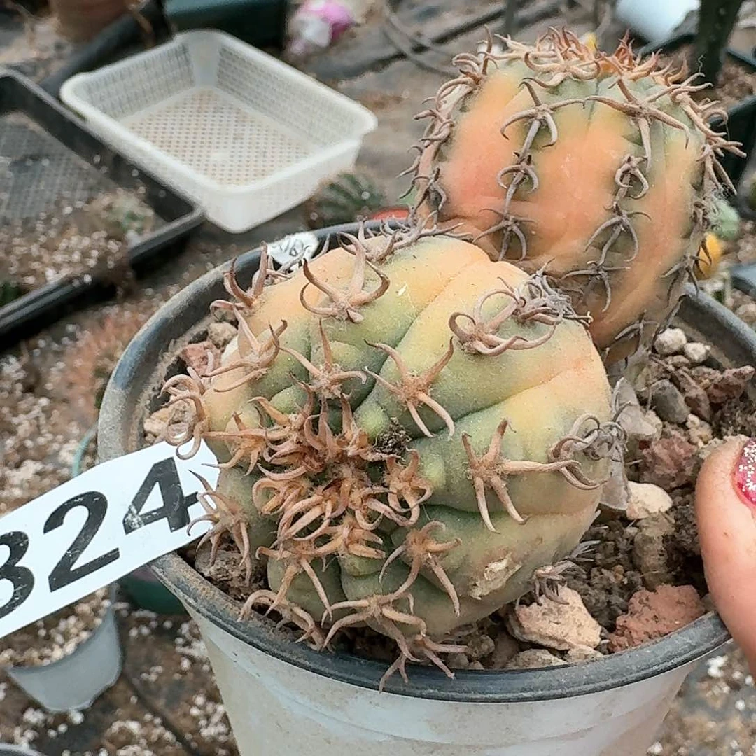 【闪购商品】无花朵愛*猫爪锦324