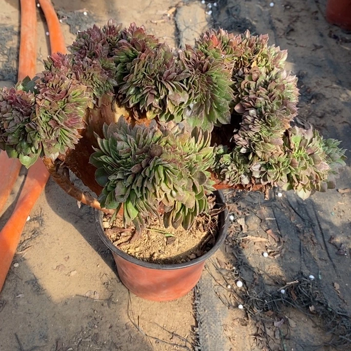 万缀多肉植物30。