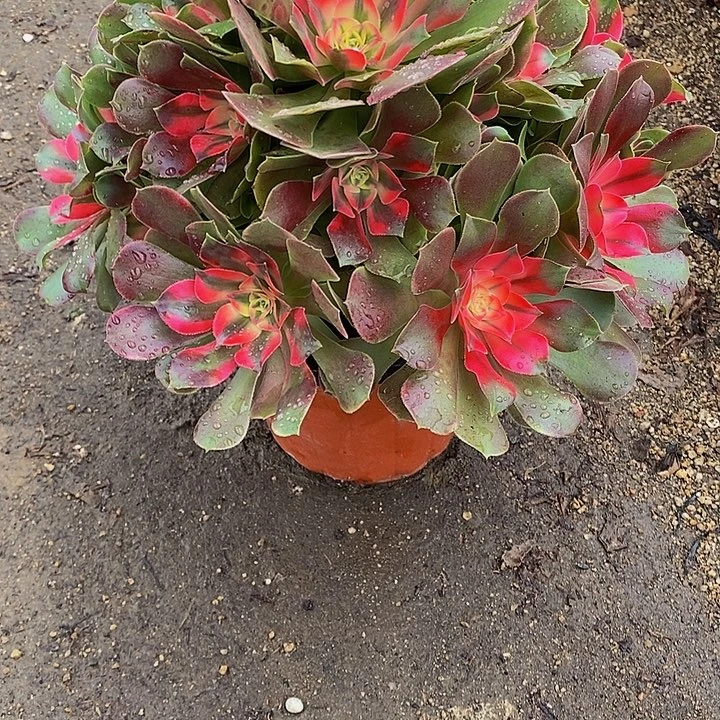 多肉植物香妃193多肉