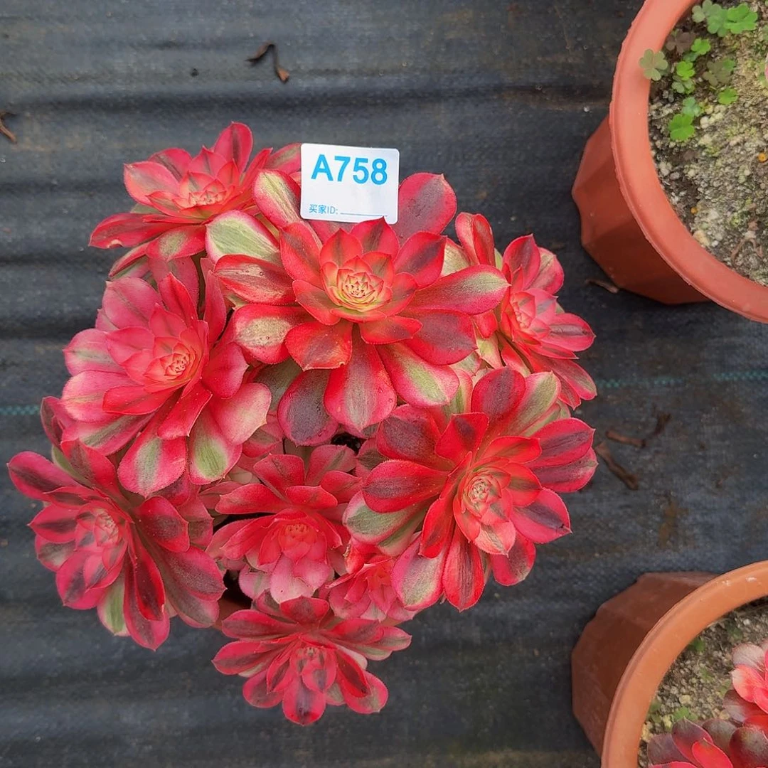 全部花朵758倾城444冠服22.3丛林