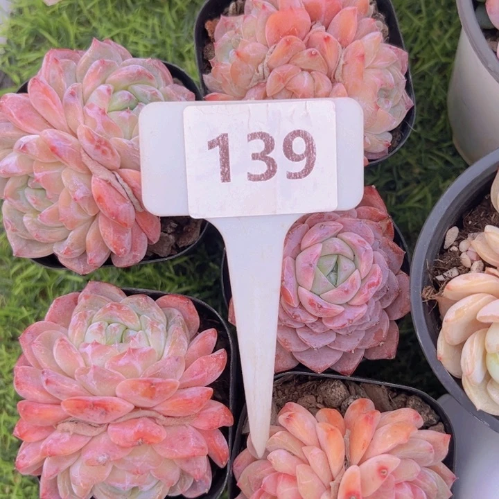 月*健健康康平平安安