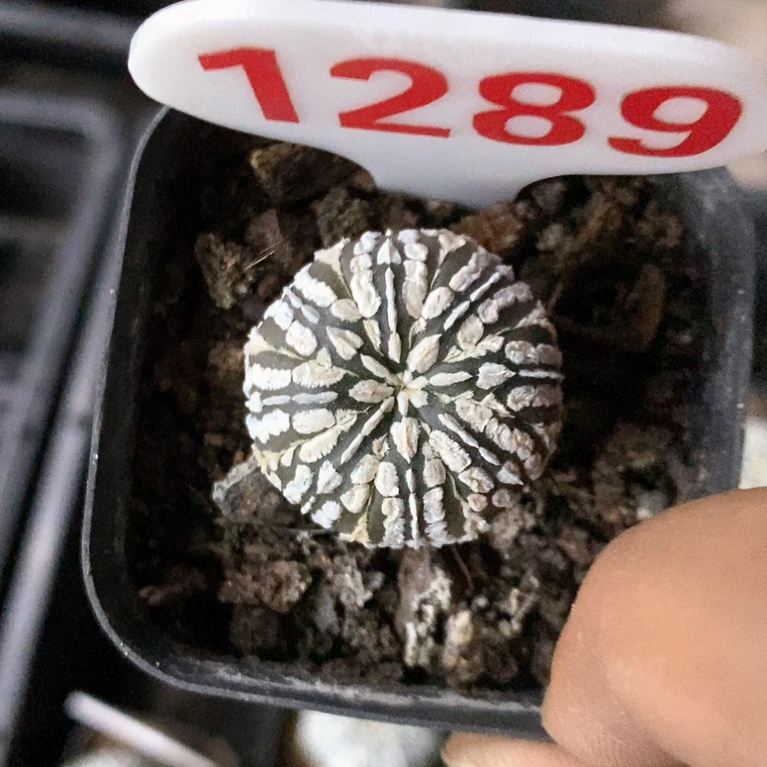 1286福利特价咯漏