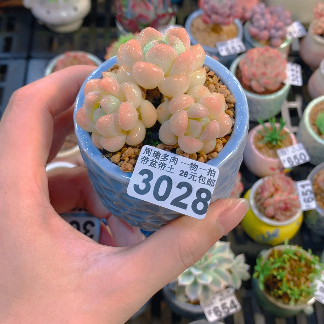 5厘米盆精控多肉3028