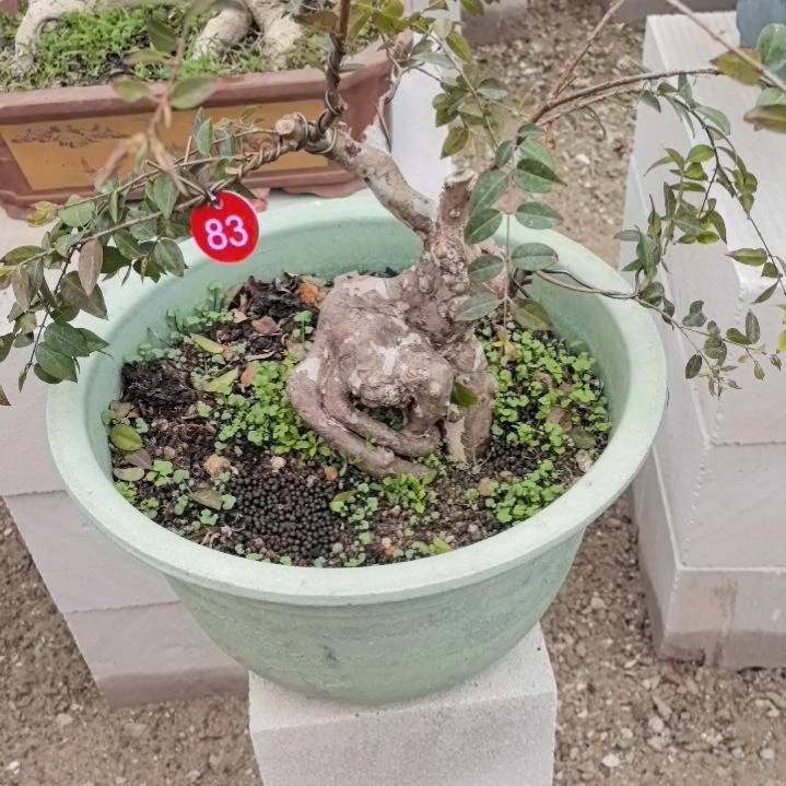 红陶林*琪茄宝果一个带盆发货