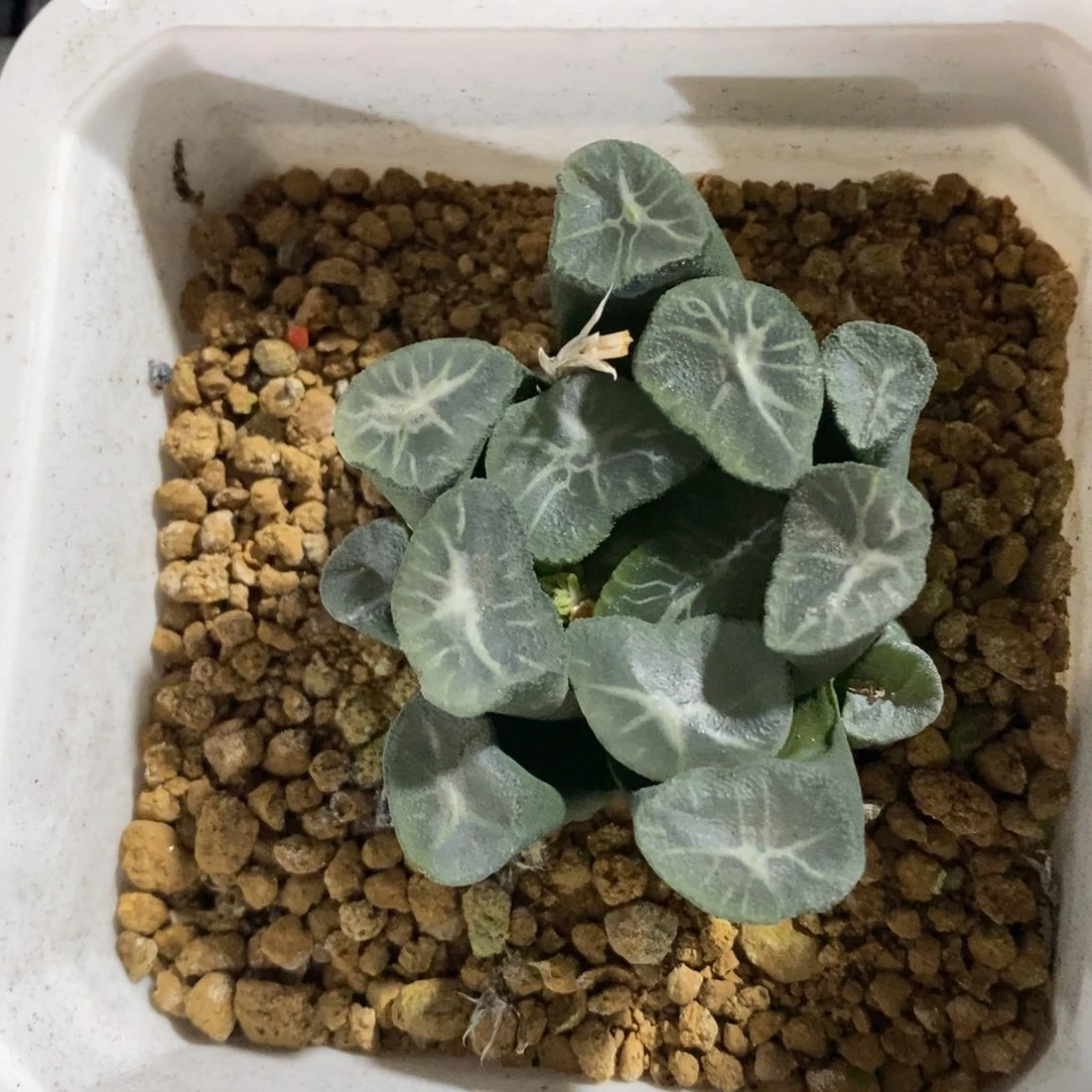 优选实生超级万象一颗 新年新粉福利