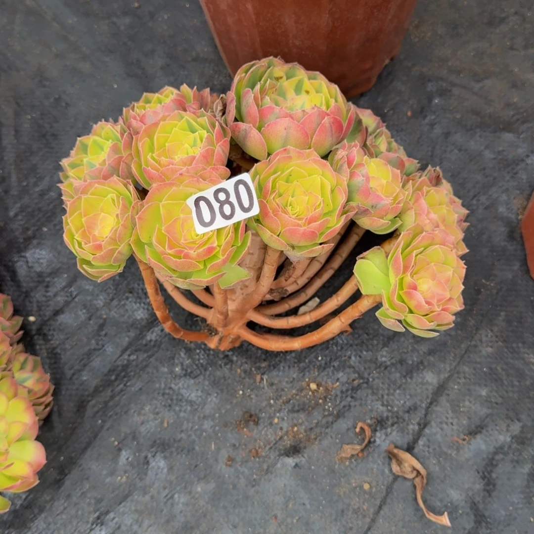 080多肉植物轮回无根