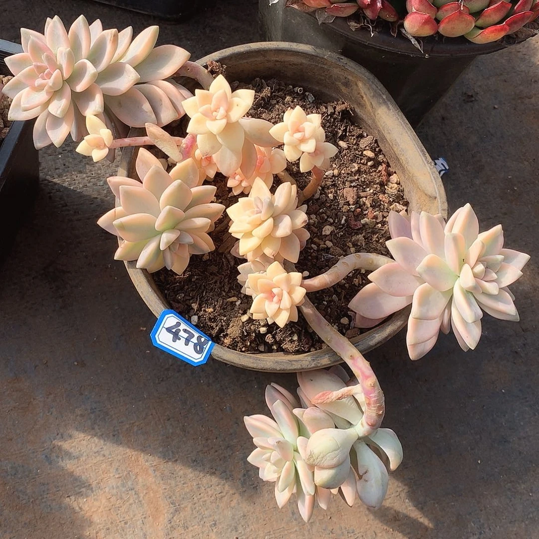 478淡雪锦 一物一拍多肉