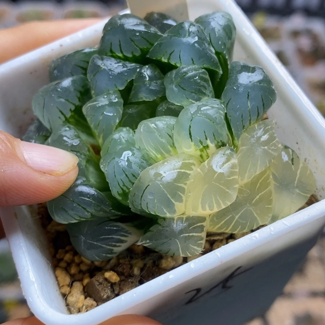 436号实生玉露锦湖水