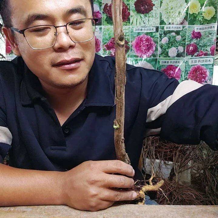 当前无花栽培后可以开花皇冠..........