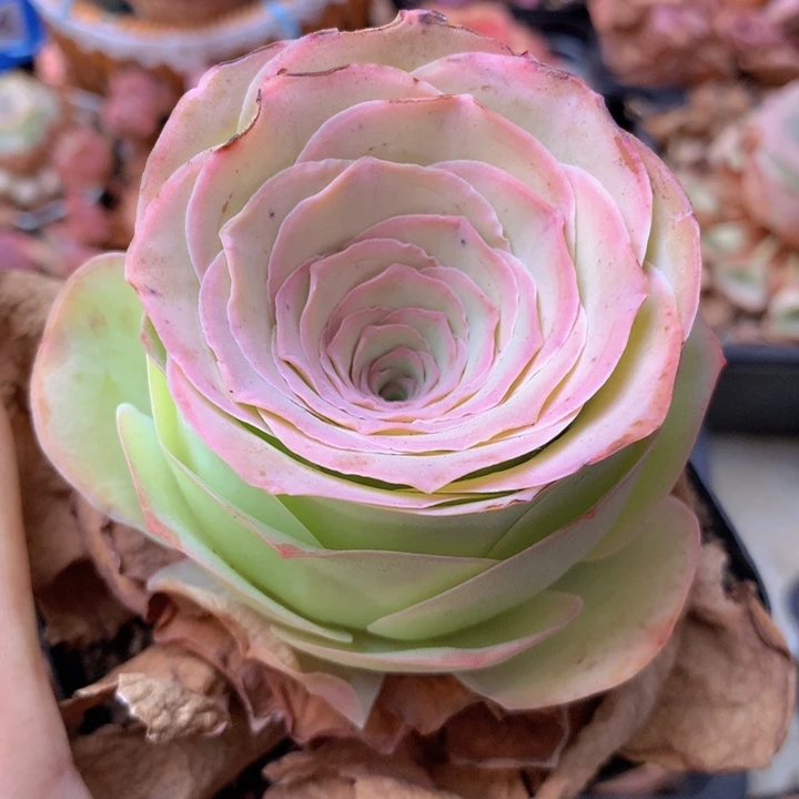 一物一拍星辰福利829