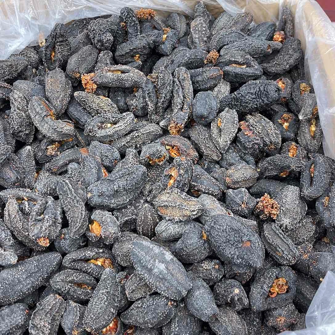 加拿大通货红极参50头左右