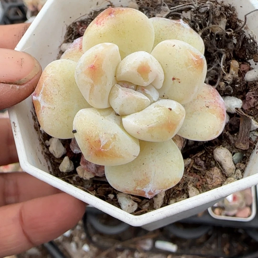 多肉小卡拉米糖心一物一拍