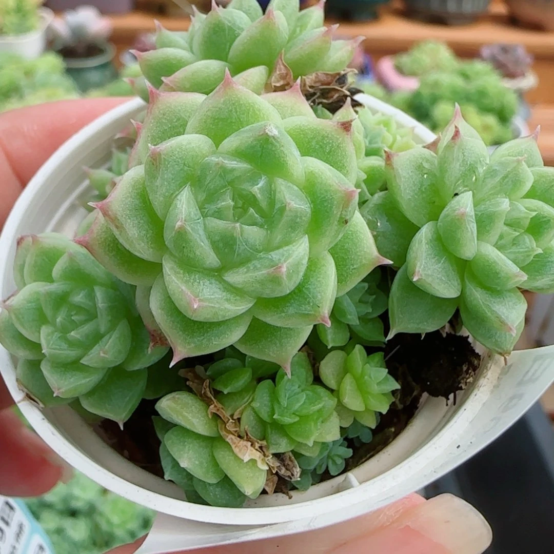 花语逸镜0909-132散