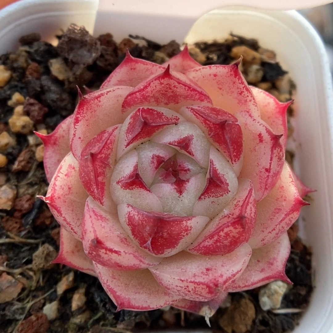 油透麦秆可拍971号。