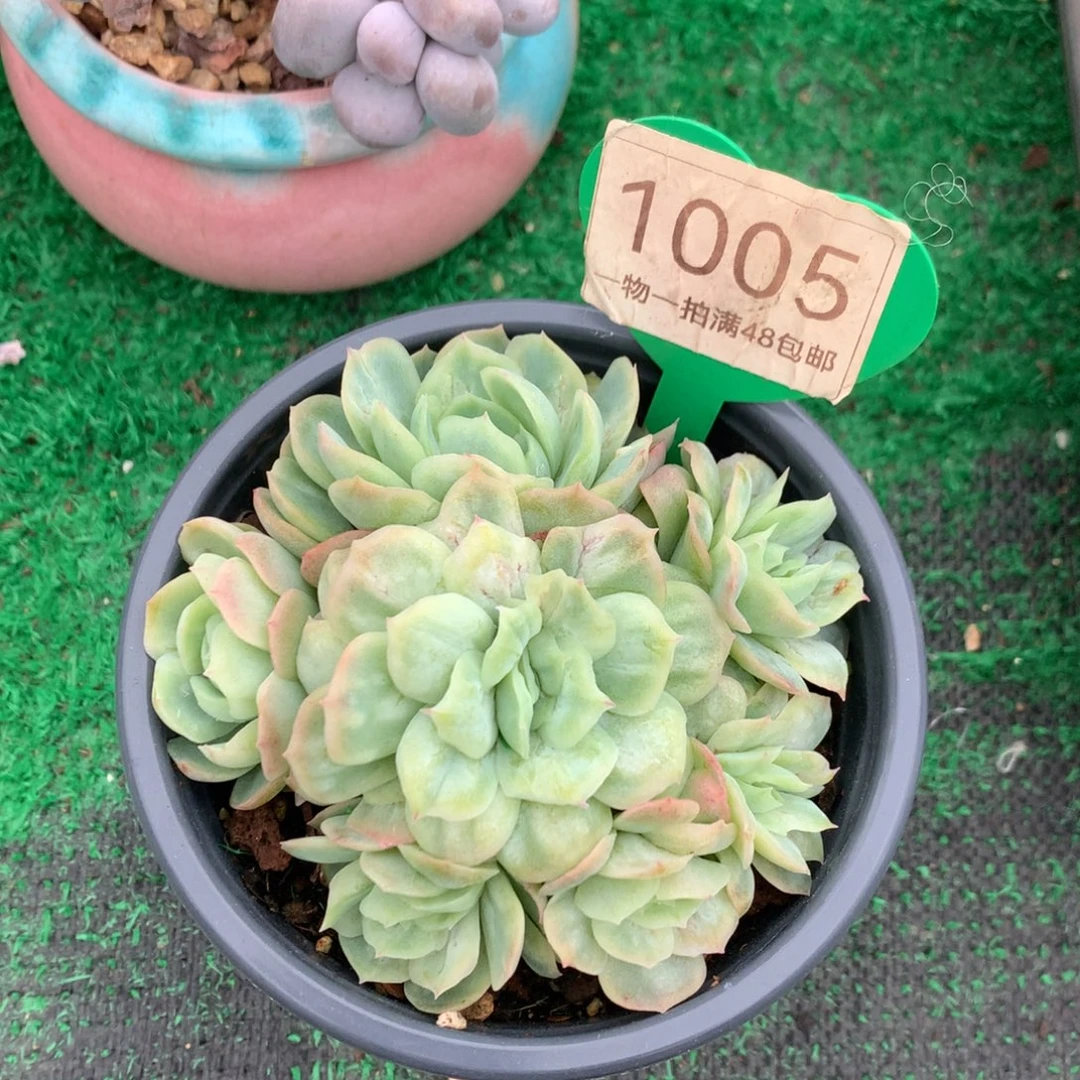 泡泡纱裙无砍捧花1005