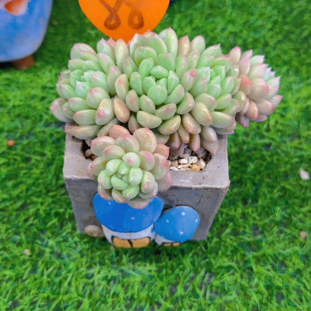 琼88多肉植物一物一拍