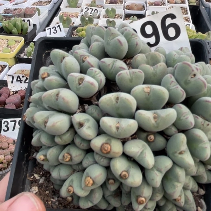 完全开放396口迪群带盆