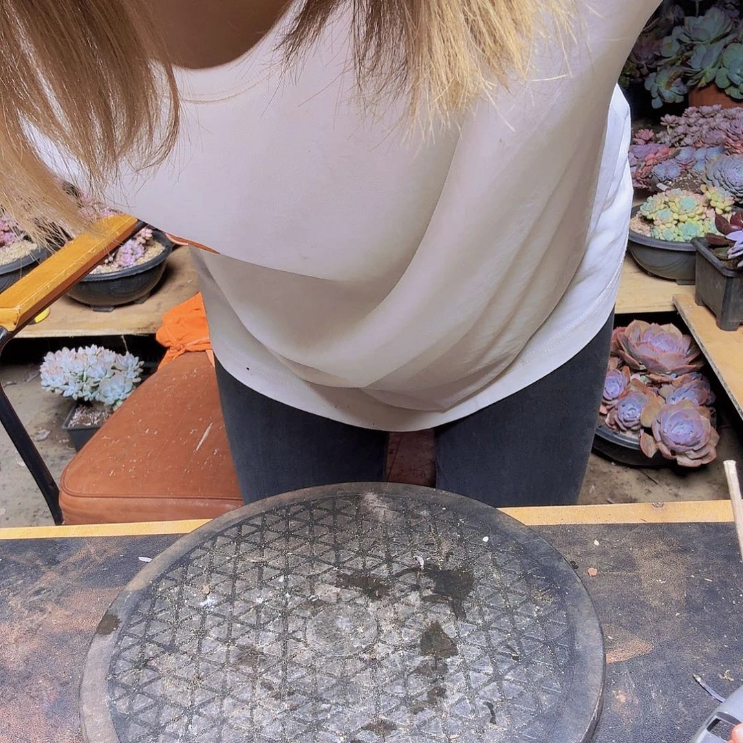 尘埃玫瑰ywyp一物一拍