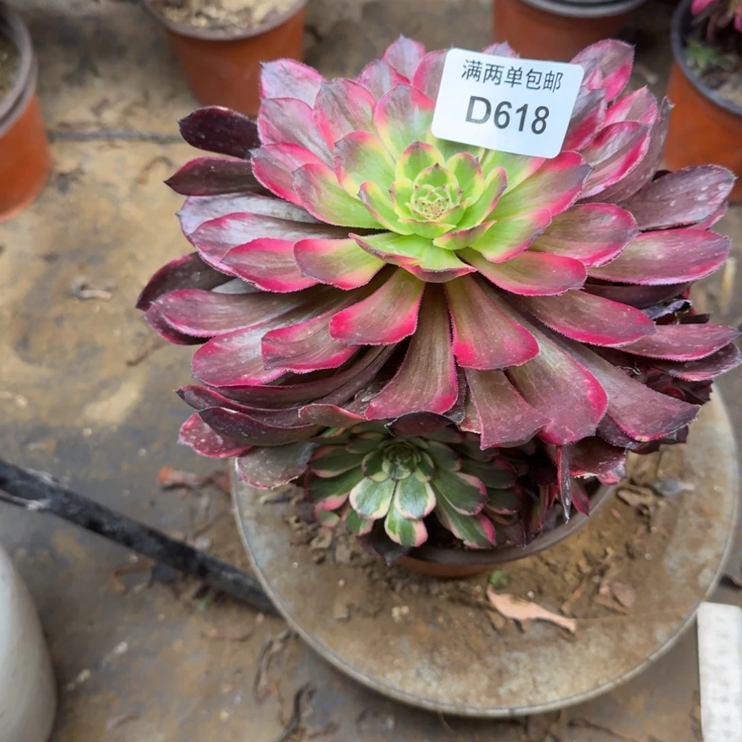 618黑金刚法师多肉