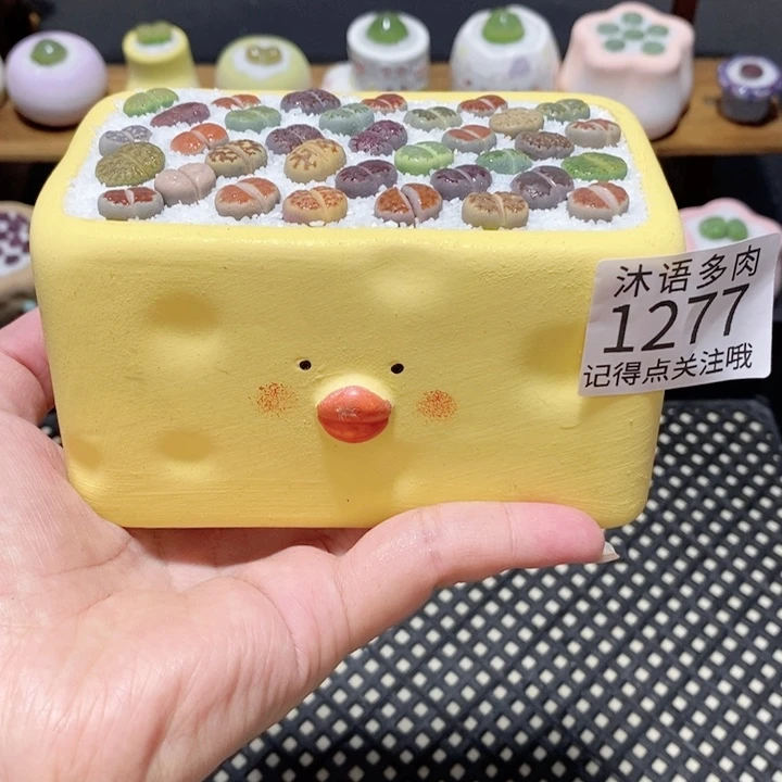 带盆土植物 一物一拍 1277