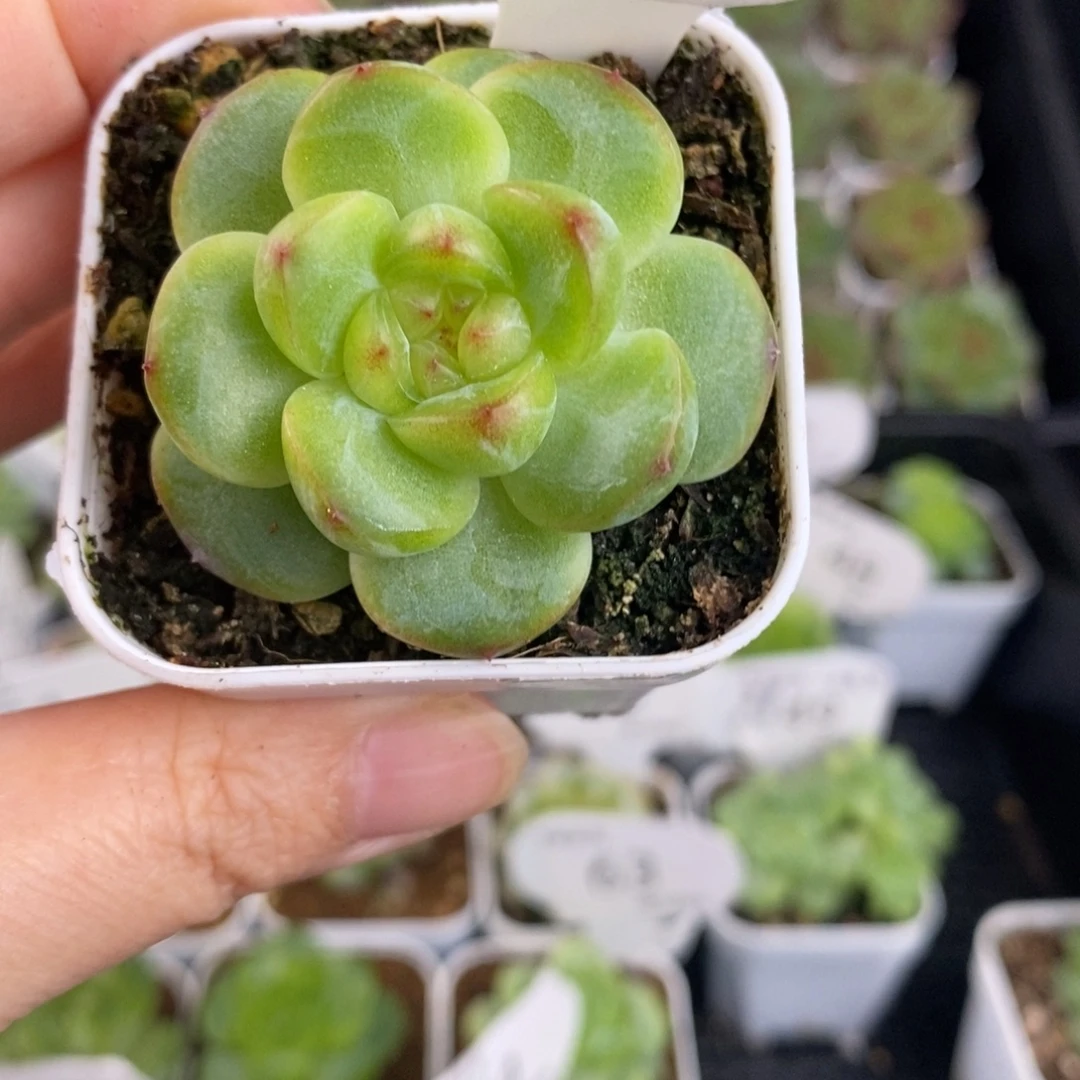新品圆叶珍妮优选50号