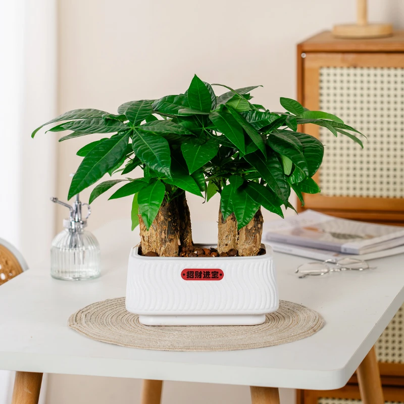 【6颗发财树】好养活发财树盆栽盆景室内绿植花卉绿植盆栽开业盆栽