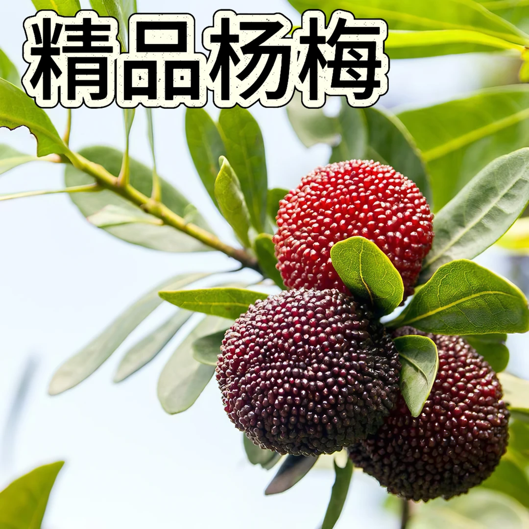 现摘现发仙居露天荸荠杨梅当季新鲜饱满大自然甜多汁酸甜可口孕妇