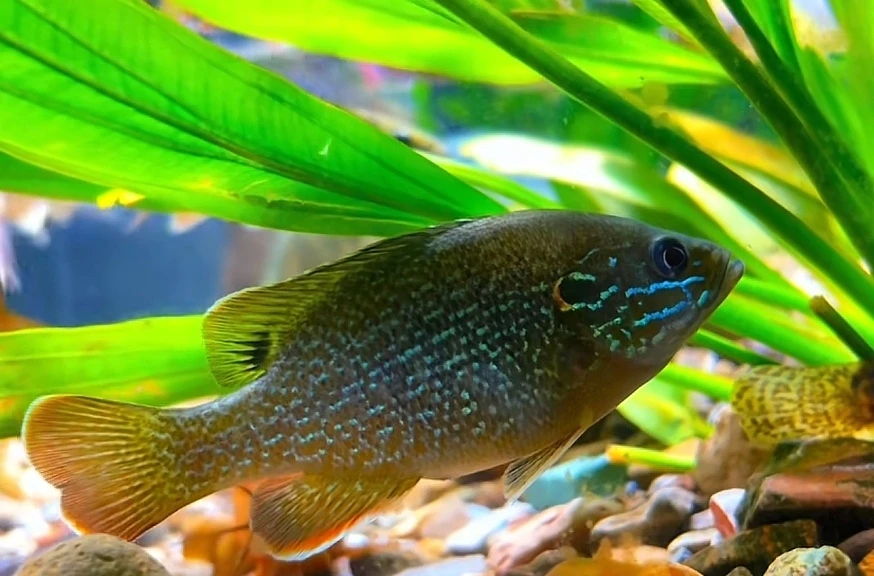 蓝绿鳃太阳鱼 冷水鱼 淡水鱼