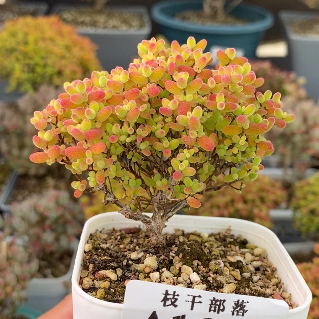 嗨***I1627蜜橘糖球 。