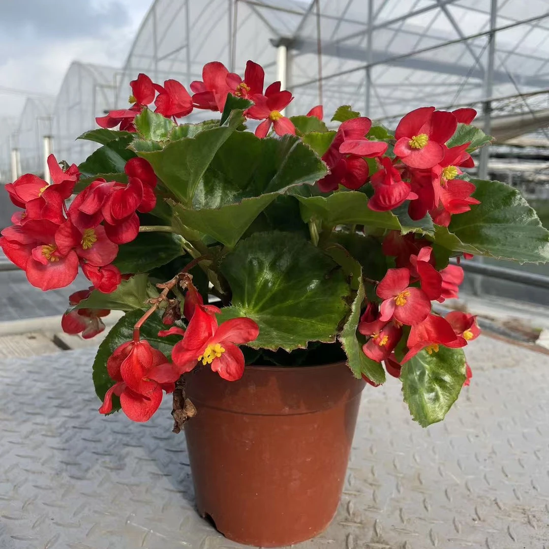 大花海棠比格海棠花垂吊四季开花庭院阳台花卉