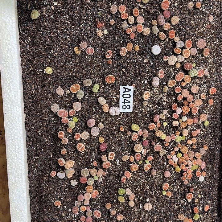 生48石整筐脱土发货