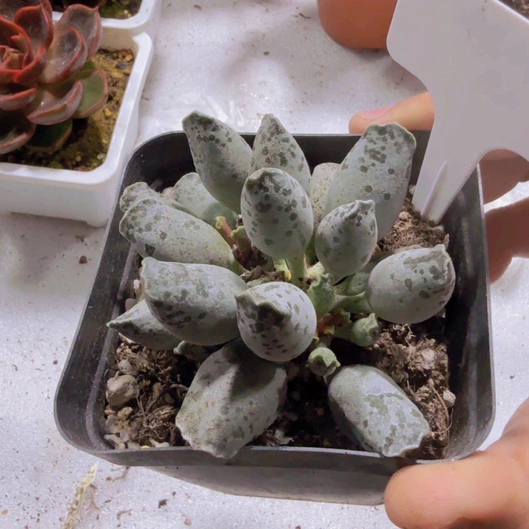 大海报一颗多肉植物