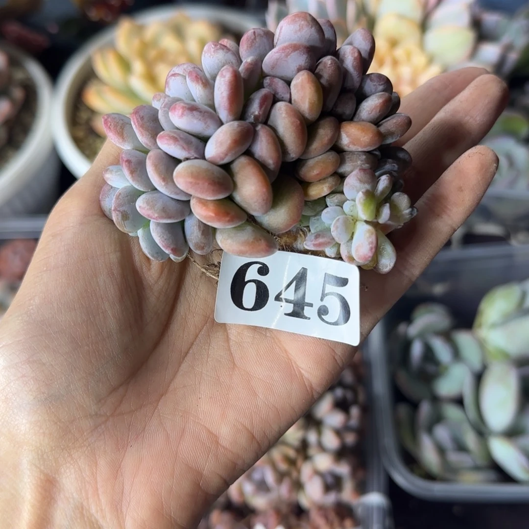 粉兔缀化一物一拍645