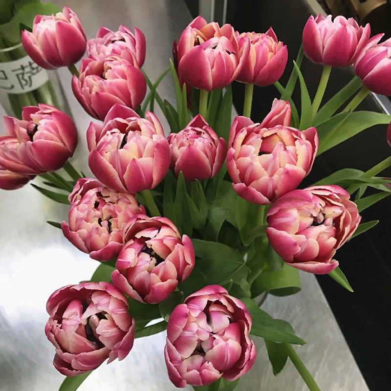 【草莓松饼】重瓣郁金香